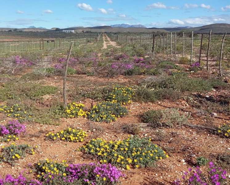 PurePlaas Self catering Volmoed Oudtshoorn Klein Karoo, Oudtshoorn, South Africa
