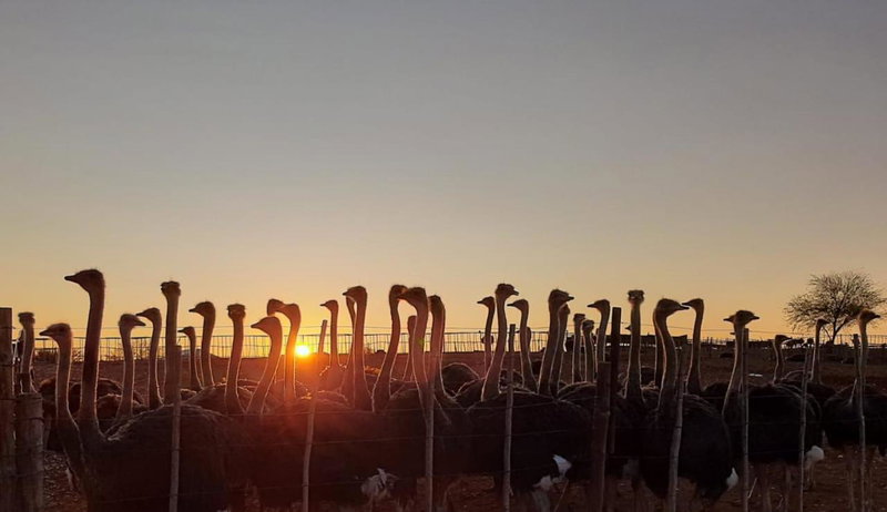 PurePlaas Self catering Volmoed Oudtshoorn Klein Karoo, Oudtshoorn, South Africa