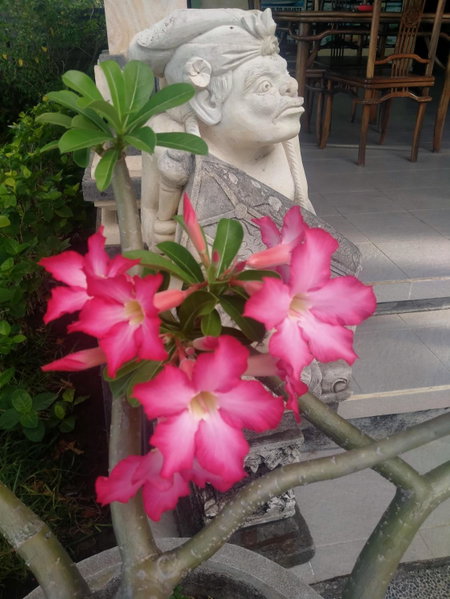 Coral Bay Bungalows Amed Bali, Amed, Indonesia