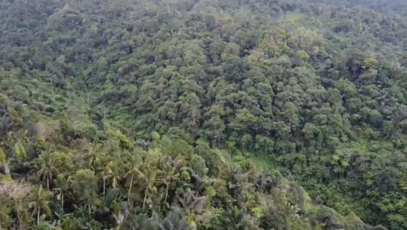 Bali mountain forest cabin, Penebel, Indonesia