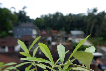 Ramaya Ubud View, Ubud, Indonesia