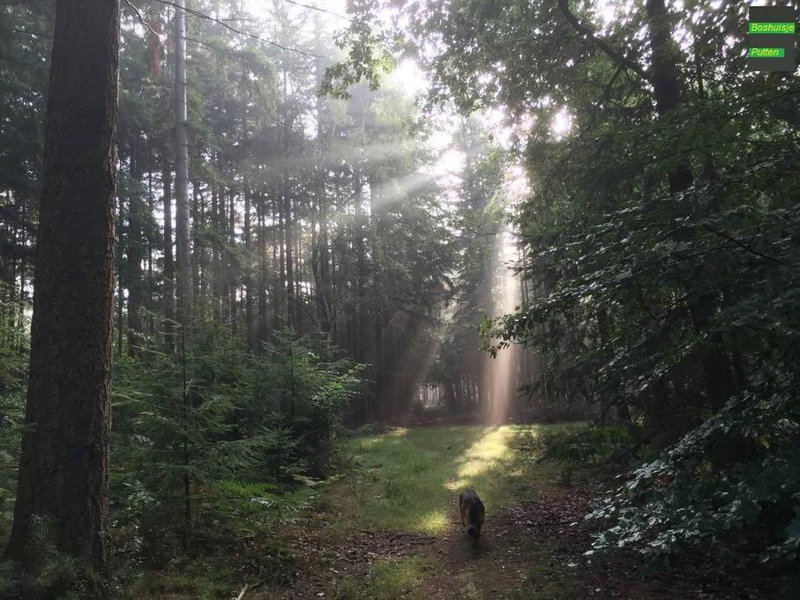 Bos Huisje, Putten, The Netherlands
