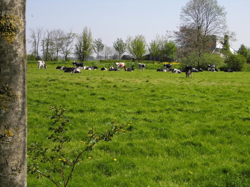Vakantiehuisjes Marsherne, Poppingawier, The Netherlands