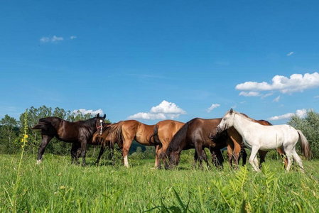 Alsószuhai Dűlő Vendégház És Rendezvényterem, Alsószuha, Hungary