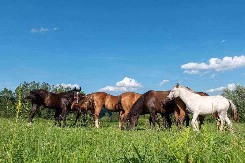 Alsószuhai Dűlő Vendégház És Rendezvényterem, Alsószuha, Hungary