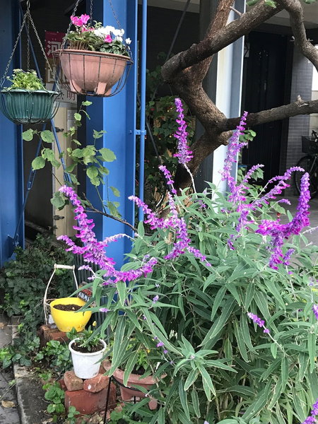 Sadie's Home, Kawasaki, Japan