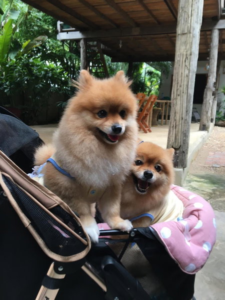 Baan Mali Lampang Homestay, Lampang, Thailand