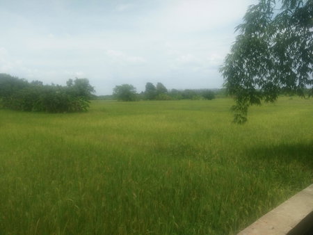 ต้งโฮมหละปูน, Lamphun, Thailand