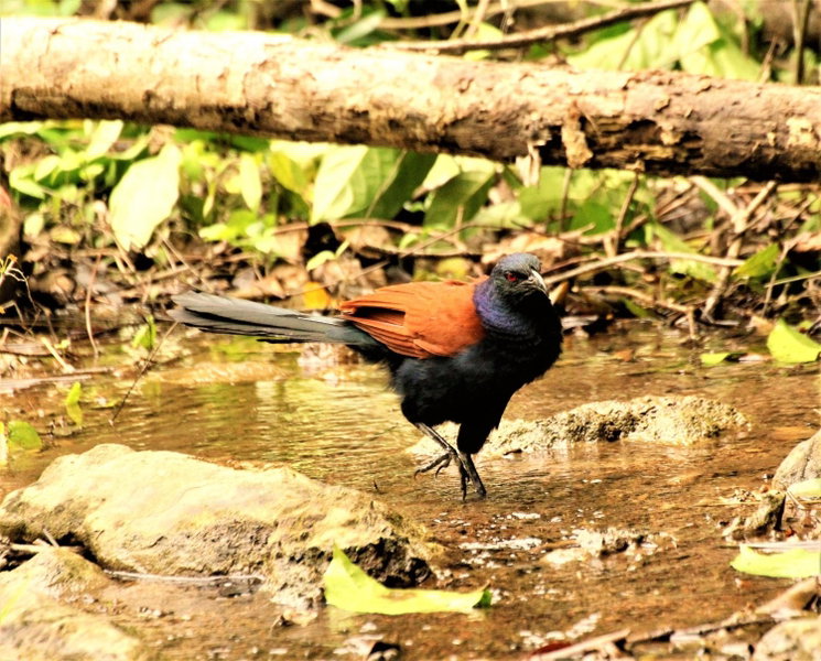 Kum Nangpaya, Kaeng Krachan, Thailand