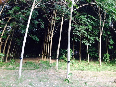 Mr Bao Homestay & Bungalows, Ko Yao Noi, Thailand