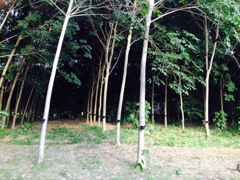 Mr Bao Homestay & Bungalows, Ko Yao Noi, Thailand