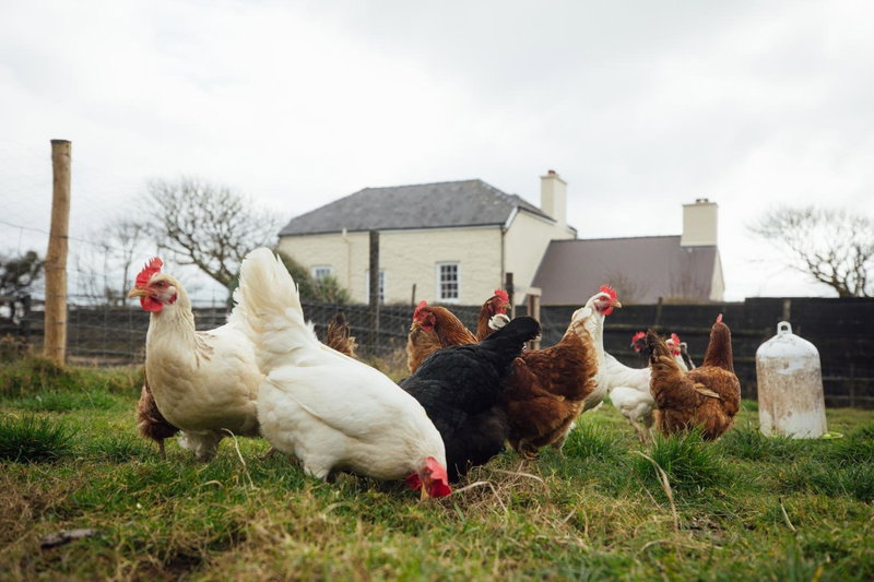 Penrhiw Farm B & B, Goodwick, United Kingdom