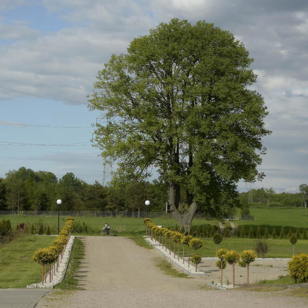 Magnat w Borczu, Borcz, Poland