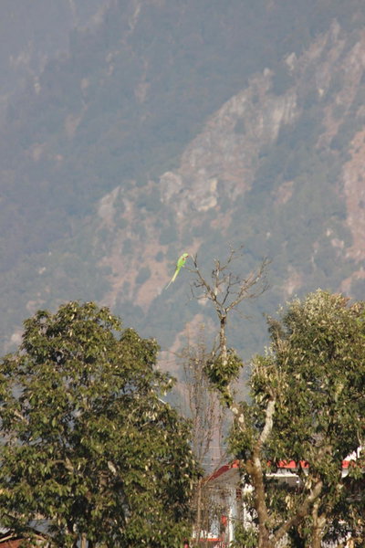 Shiva Stays, Dharamshala, India
