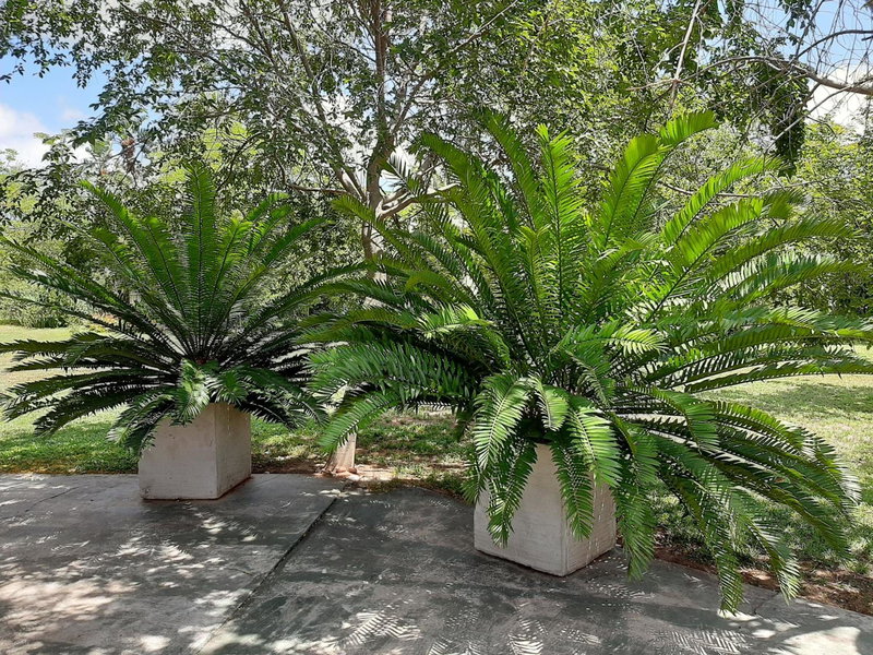 In Da Bush, Modimolle, South Africa