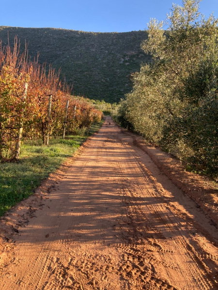 Vogelsang Farm Cottage, Oudtshoorn, South Africa