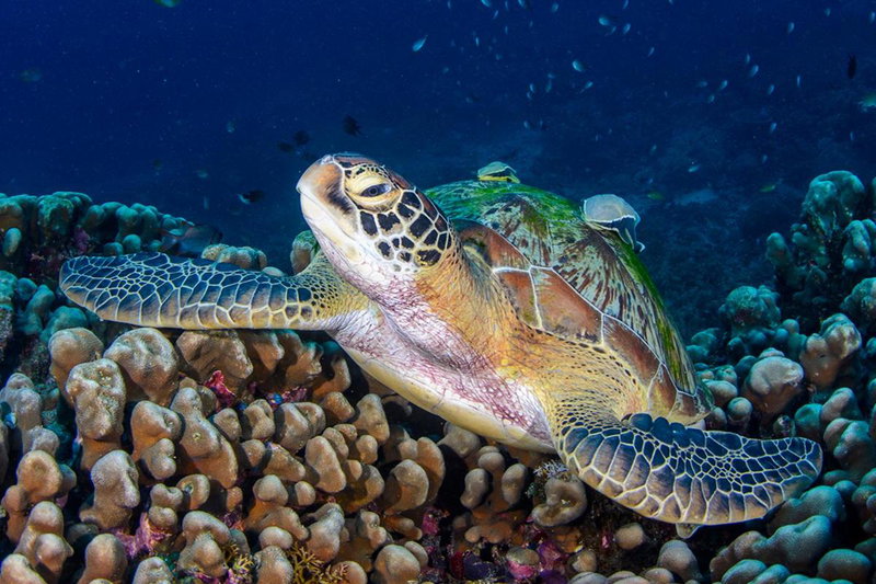 Meno Turtle BUNGALOWS, Gili Meno, Indonesia