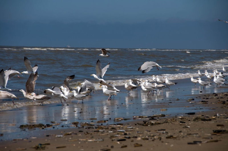 Berrie's Sea View, Zandvoort, The Netherlands