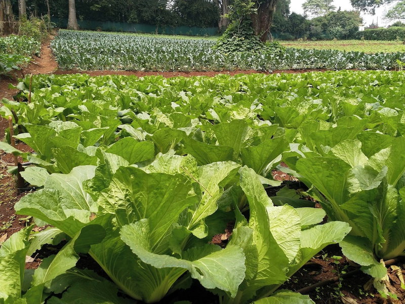 Thayu Farm Hotel, Limuru, Kenya