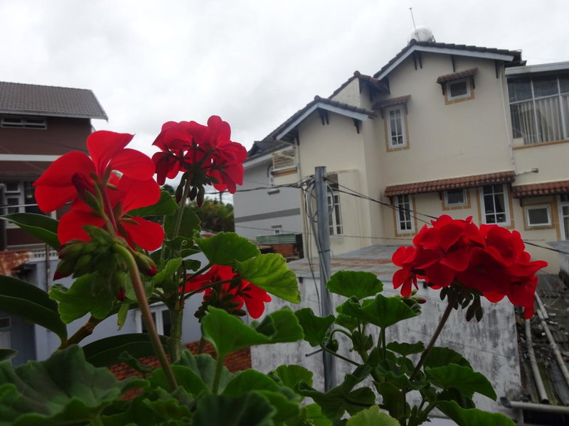 Blue Sky Homestay, Da Lat, Vietnam