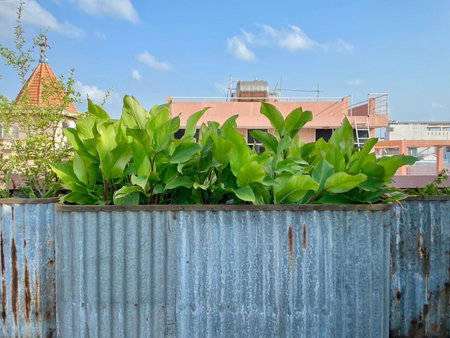 5-homestay I, Vung Tau, Vietnam