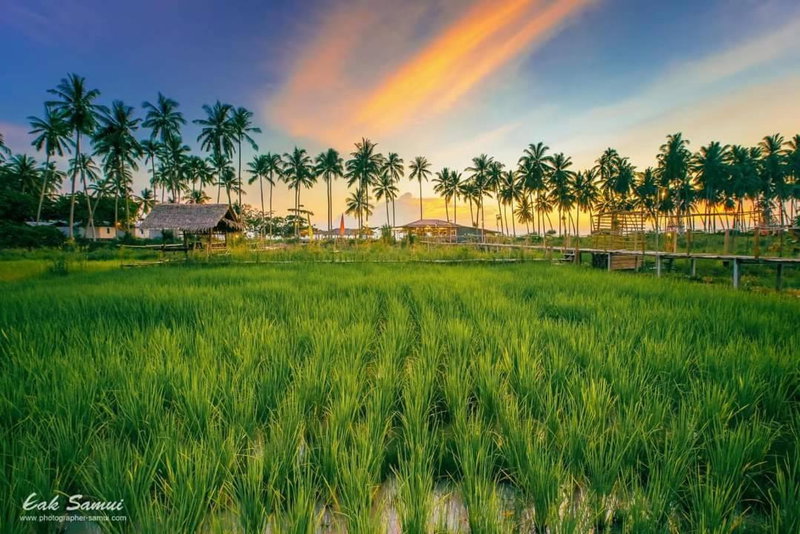I - Talay Taling Ngam Samui - เขา ป่า นา เล ตลิ่งงาม สมุย, Taling Ngam Beach, Thailand