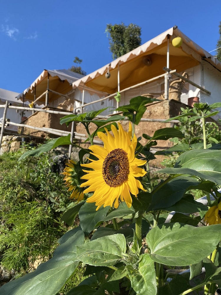 Ananta Prana Glamping Resort Hotel Mussoorie, India