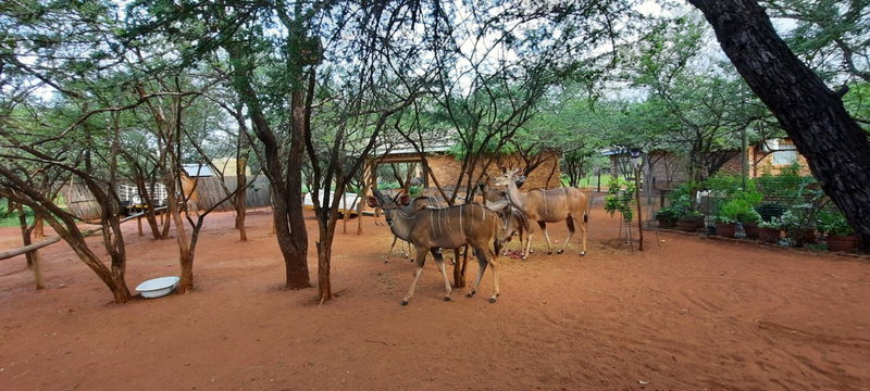 462 Bosbok Chalets, Marloth Park, South Africa