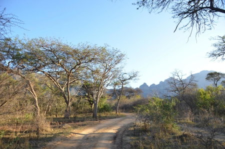 Moholoholo Forest Camp, Hoedspruit, South Africa