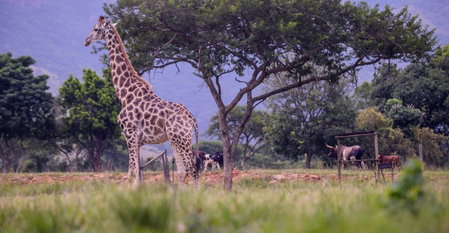 Caracal Lodge, Nelspruit, South Africa