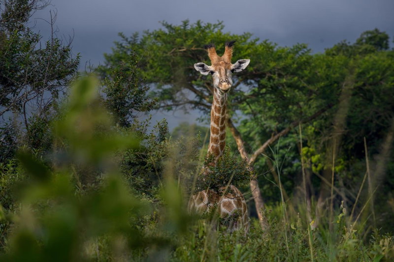 Caracal Lodge, Nelspruit, South Africa