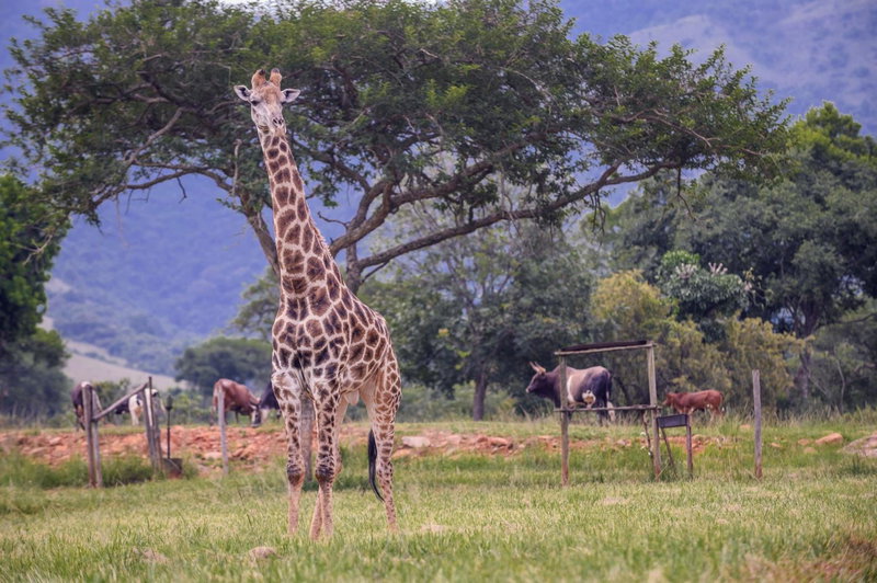 Caracal Lodge, Nelspruit, South Africa