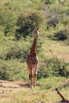 Nyati Safari Lodge, Hoedspruit, South Africa