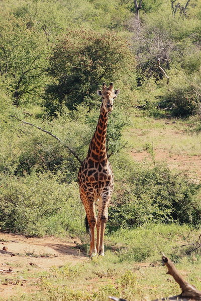 Nyati Safari Lodge, Hoedspruit, South Africa