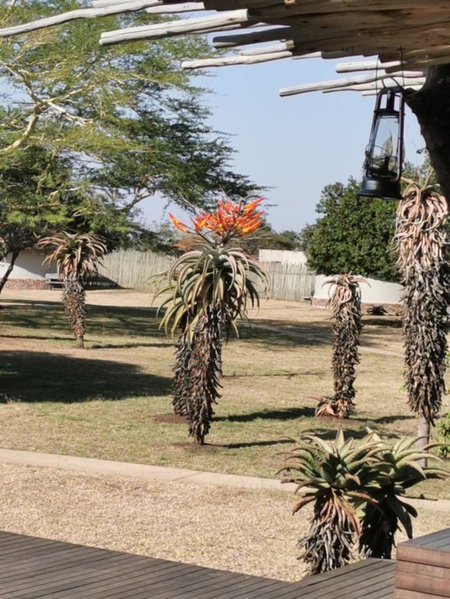 Bayala Private Safari Lodges, Hluhluwe, South Africa