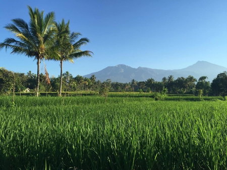 Farmer homestay, Tetebatu, Indonesia