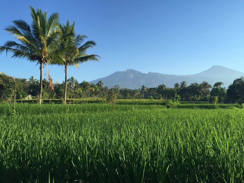 Farmer homestay, Tetebatu, Indonesia