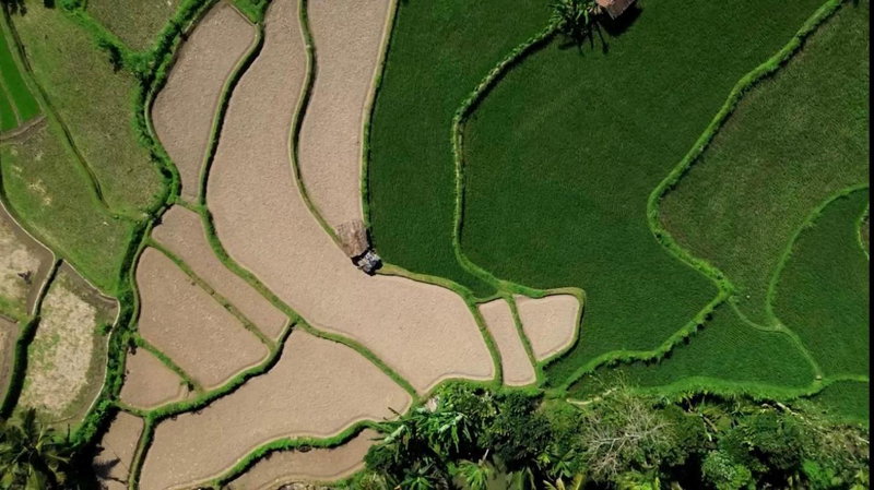 Farmer homestay, Tetebatu, Indonesia