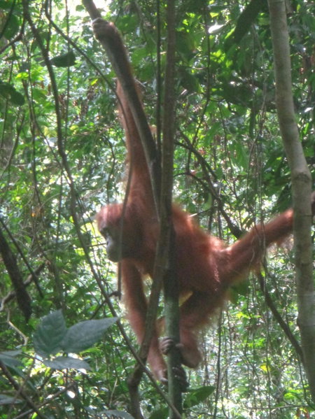 Riverside Guesthouse and Treks, Bukit Lawang, Indonesia