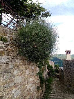 Rooms Serafin, Motovun, Croatia