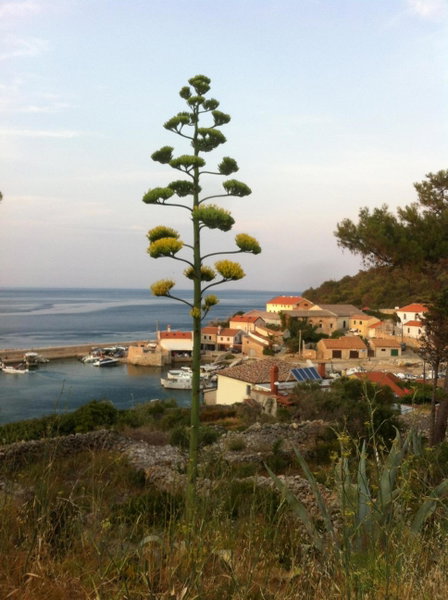 Apartments Katja, Mali Lošinj, Croatia