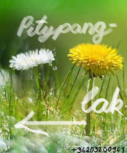 Pitypang lak, Szigetmonostor, Hungary