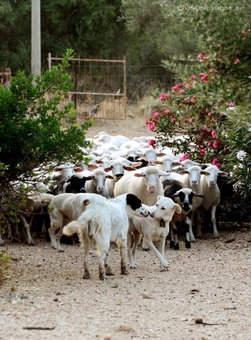 Country House S'Ozzastru, Dorgali, Italy