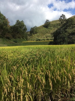 阿蘇扇温泉 おおぎ荘, Minamioguni, Japan