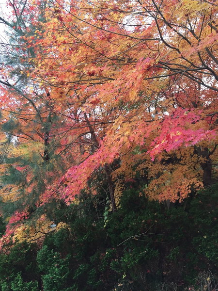 Reimeien, Osaka, Japan