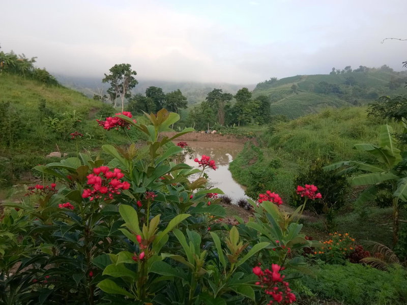 ภูร่องลม ฟาร์ม, Phetchabun, Thailand