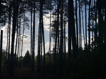 Forest Heath Shepherd's Huts, Ringwood, United Kingdom