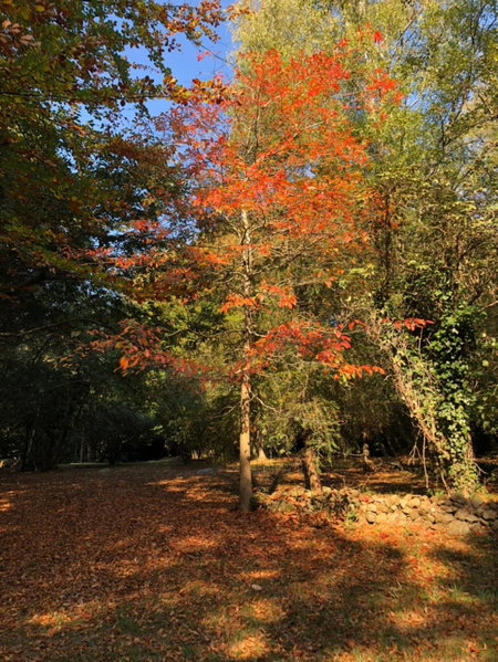 Leddicott Cottage, Olinda, Australia