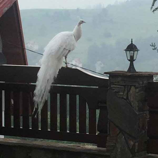 Irena, Korbielów, Poland
