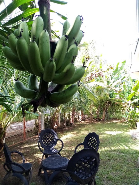 Anerose Homestay, San Juan, Philippines